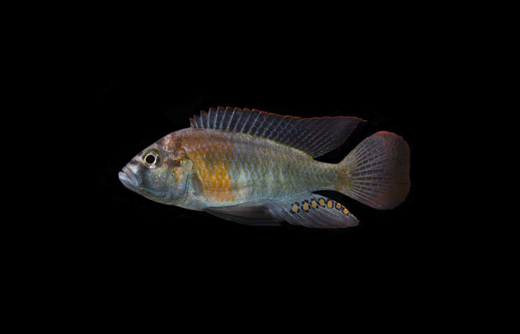 The cichlid Astatotilapia burtoni is native to Lake Tanganyika, Africa